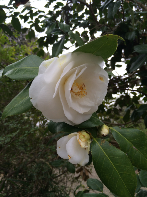 f:id:chebi:20150419154635j:plain