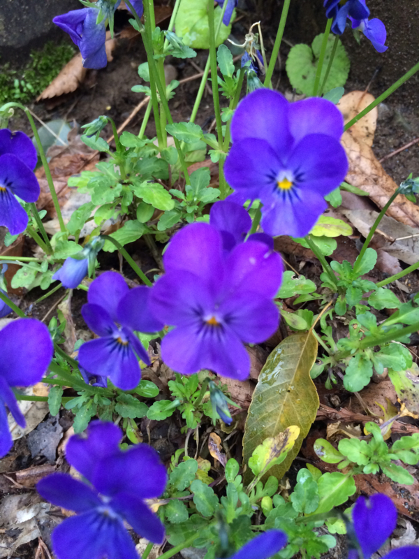 f:id:chebi:20150419154710j:plain
