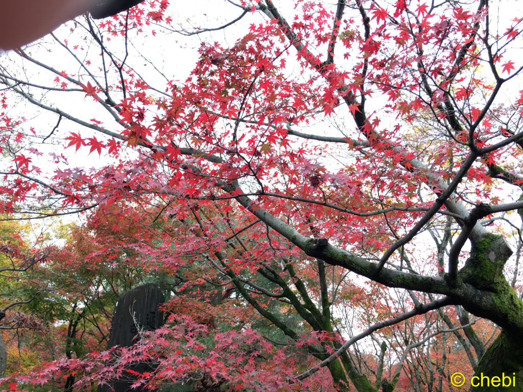 f:id:chebi:20151202121549j:plain