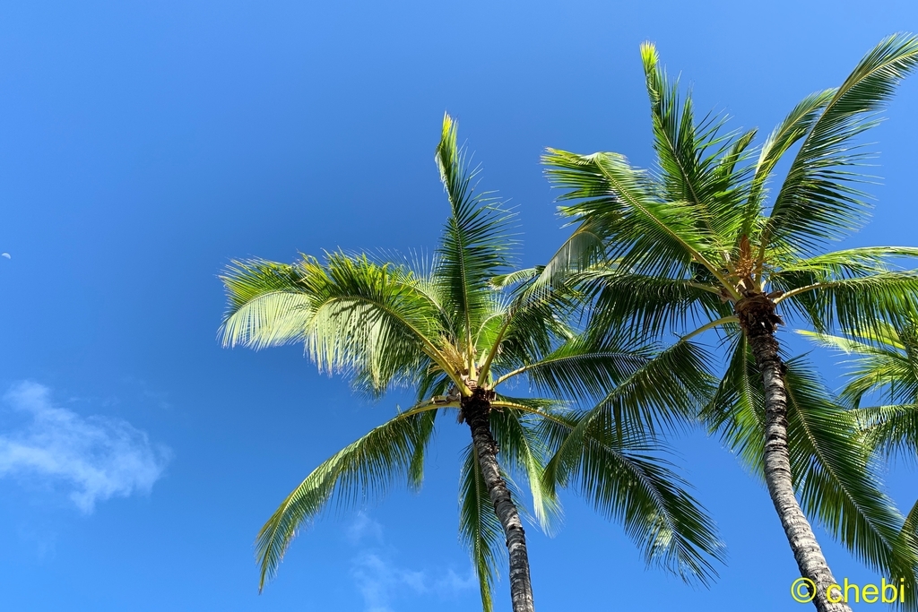 f:id:chebi:20181213212211j:plain f:id:chebi:20181213212211j:plain