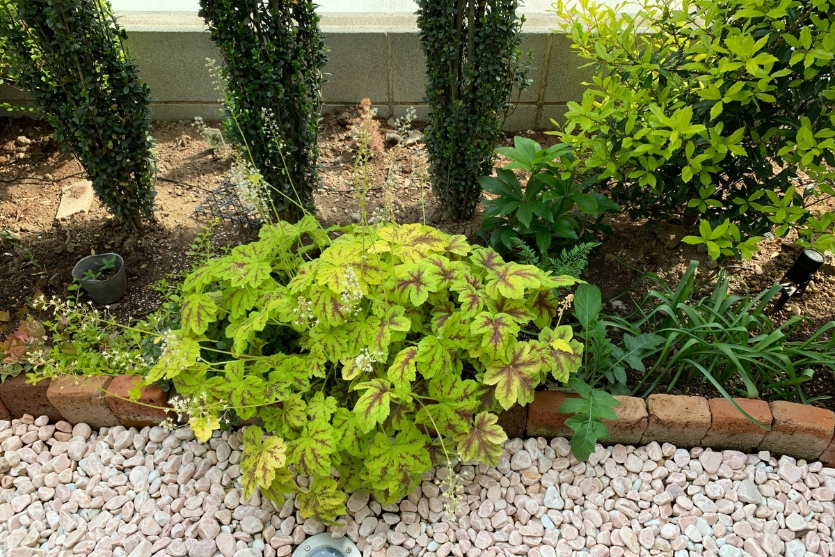 f:id:chebi:20190629125703j:plain