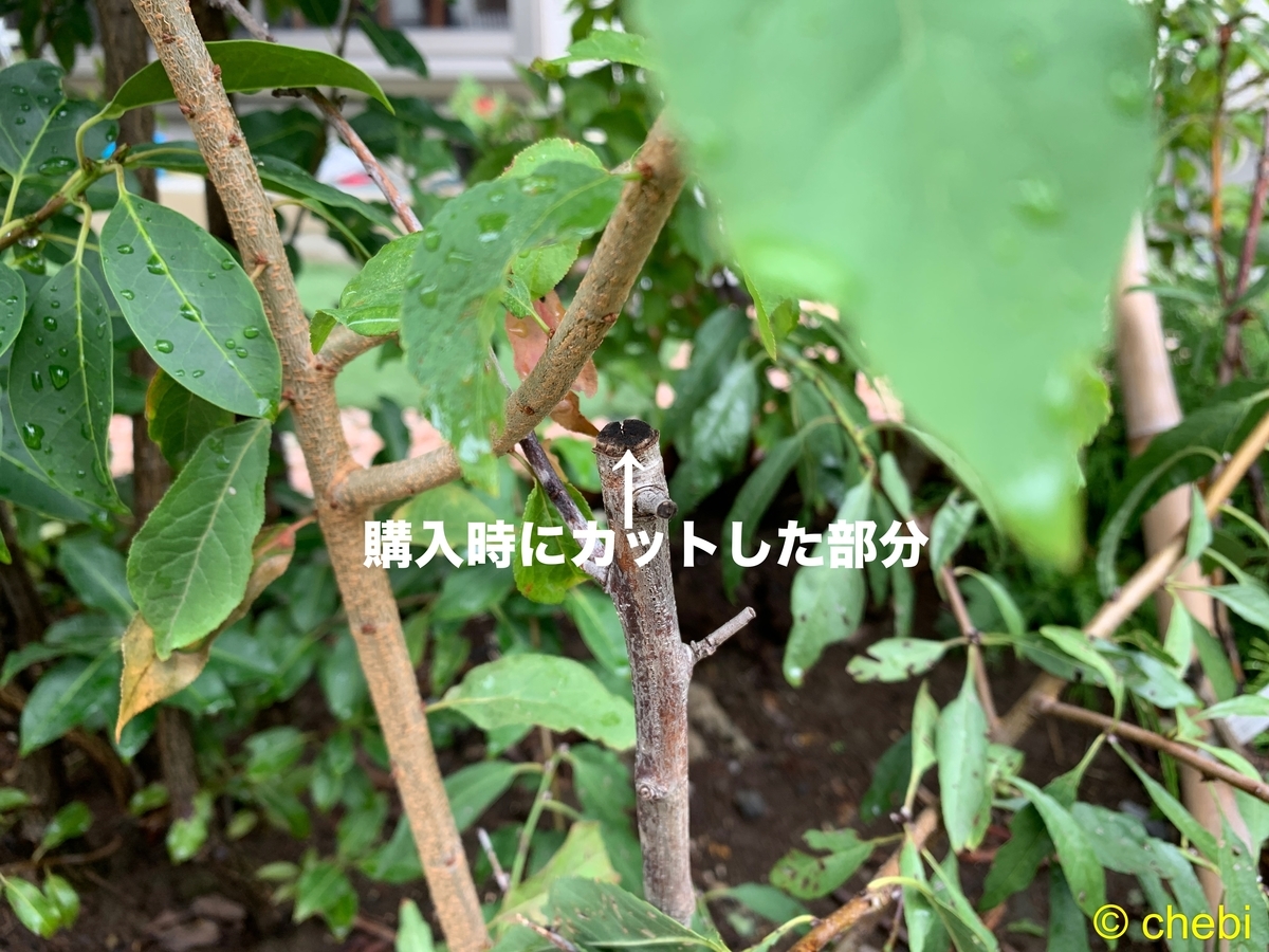 f:id:chebi:20190916113838j:plain