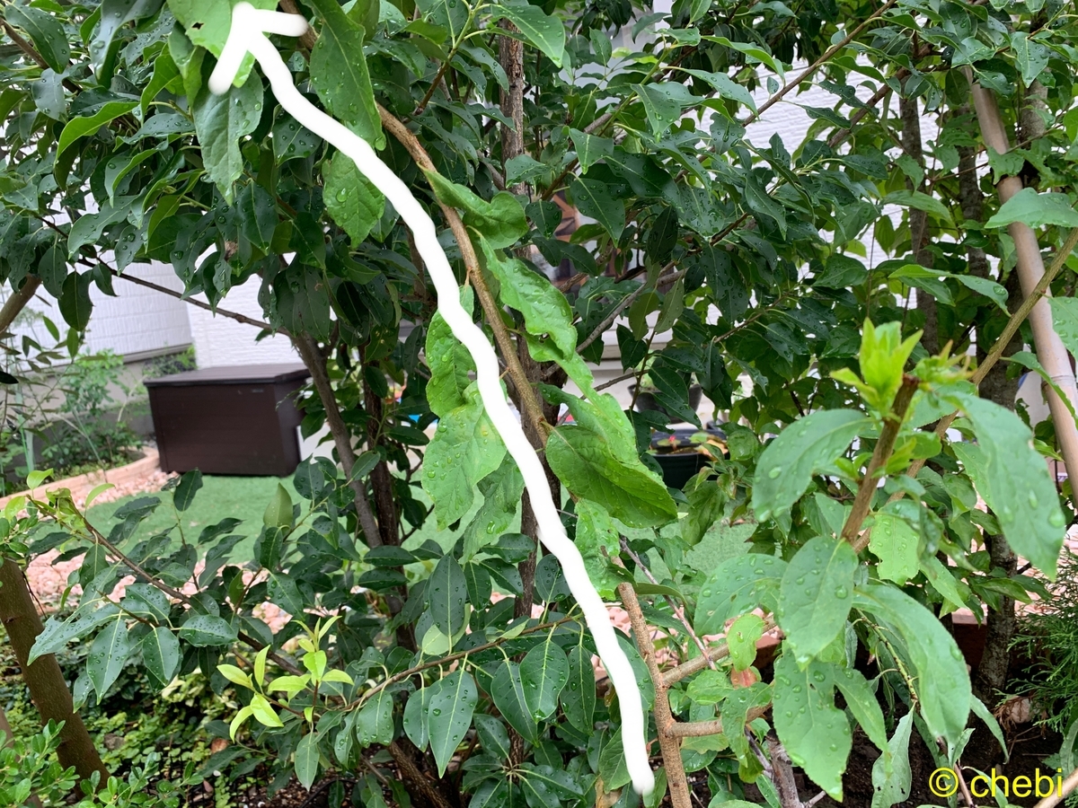 f:id:chebi:20190916114151j:plain