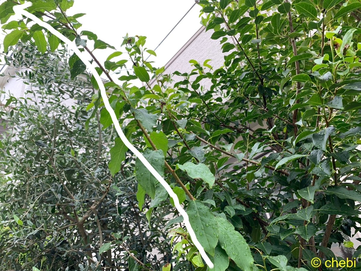 f:id:chebi:20190916114207j:plain