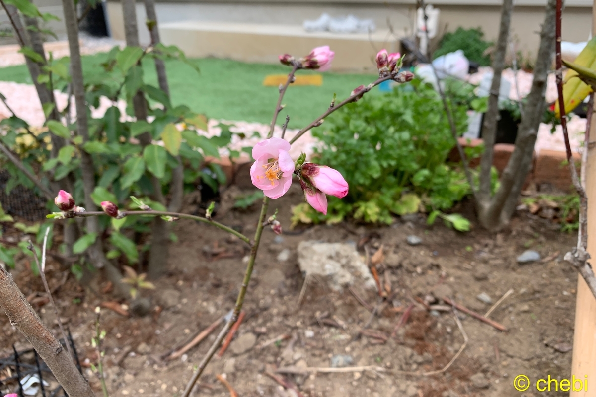 f:id:chebi:20190916115208j:plain