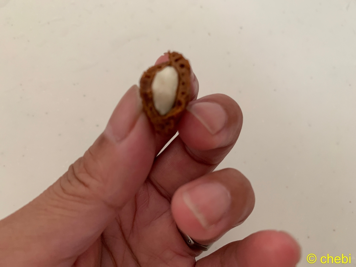 f:id:chebi:20190916120210j:plain