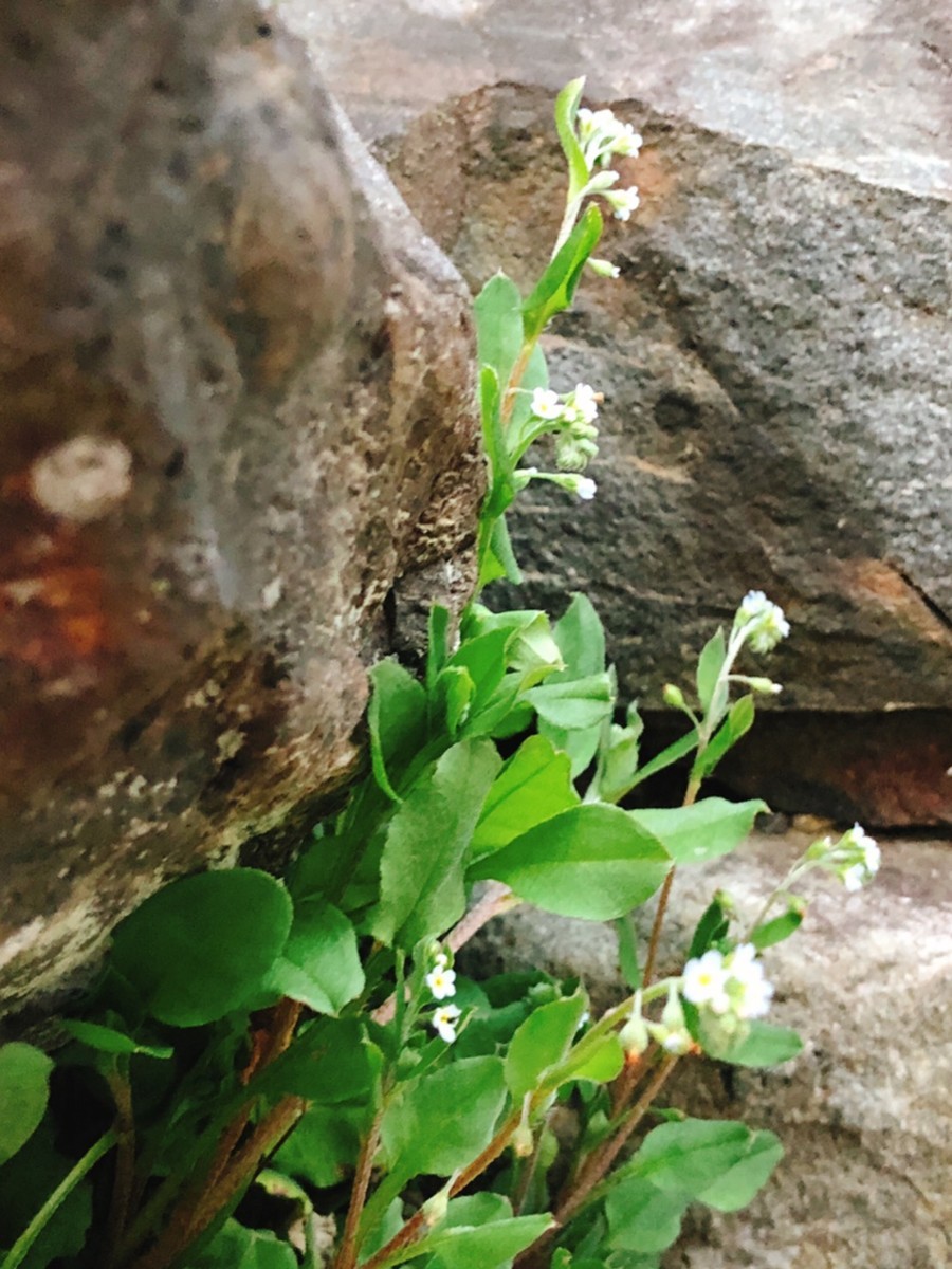 f:id:cheboo:20190329133638j:plain f:id:cheboo:20190329133638j:plain