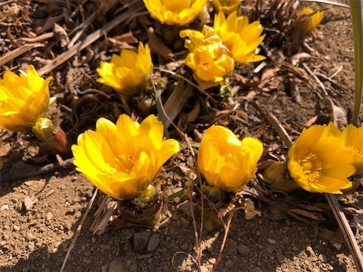 f:id:cheboo:20210213135000j:image f:id:cheboo:20210213135000j:image