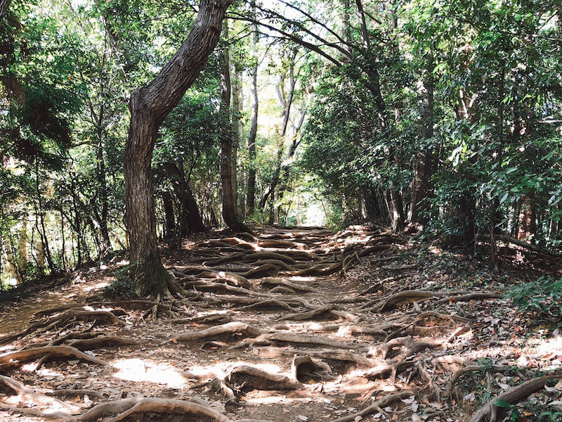 高尾山登山道