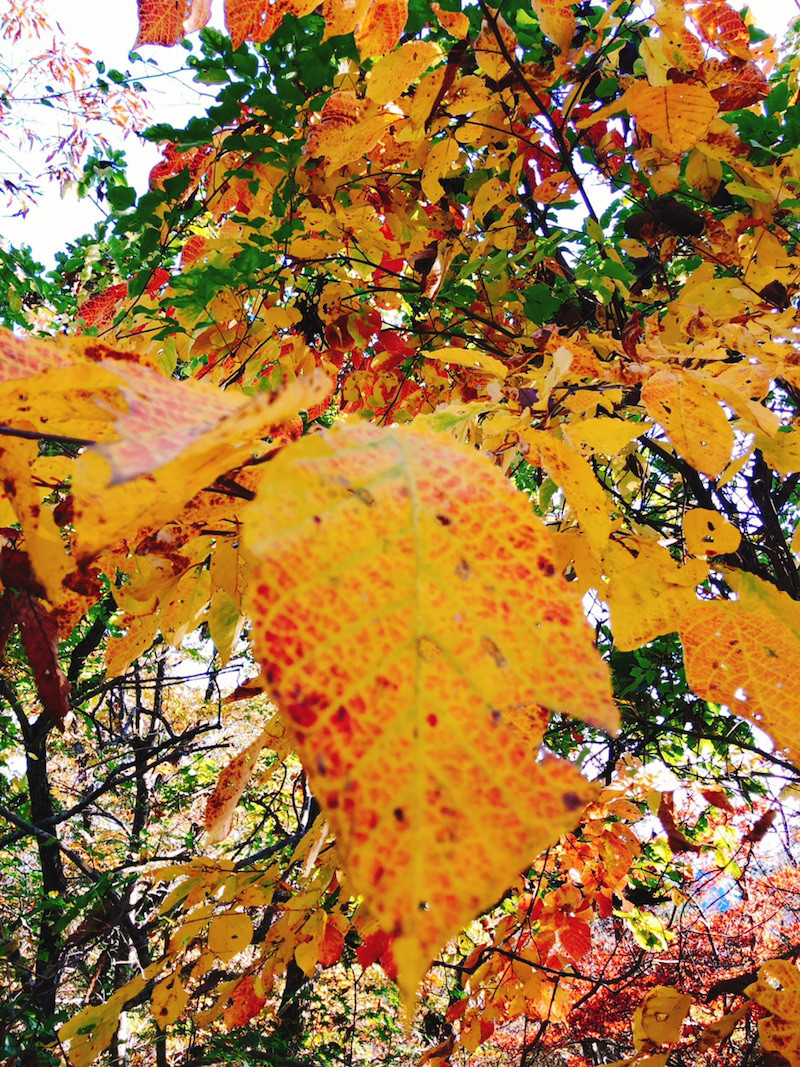 高尾山紅葉