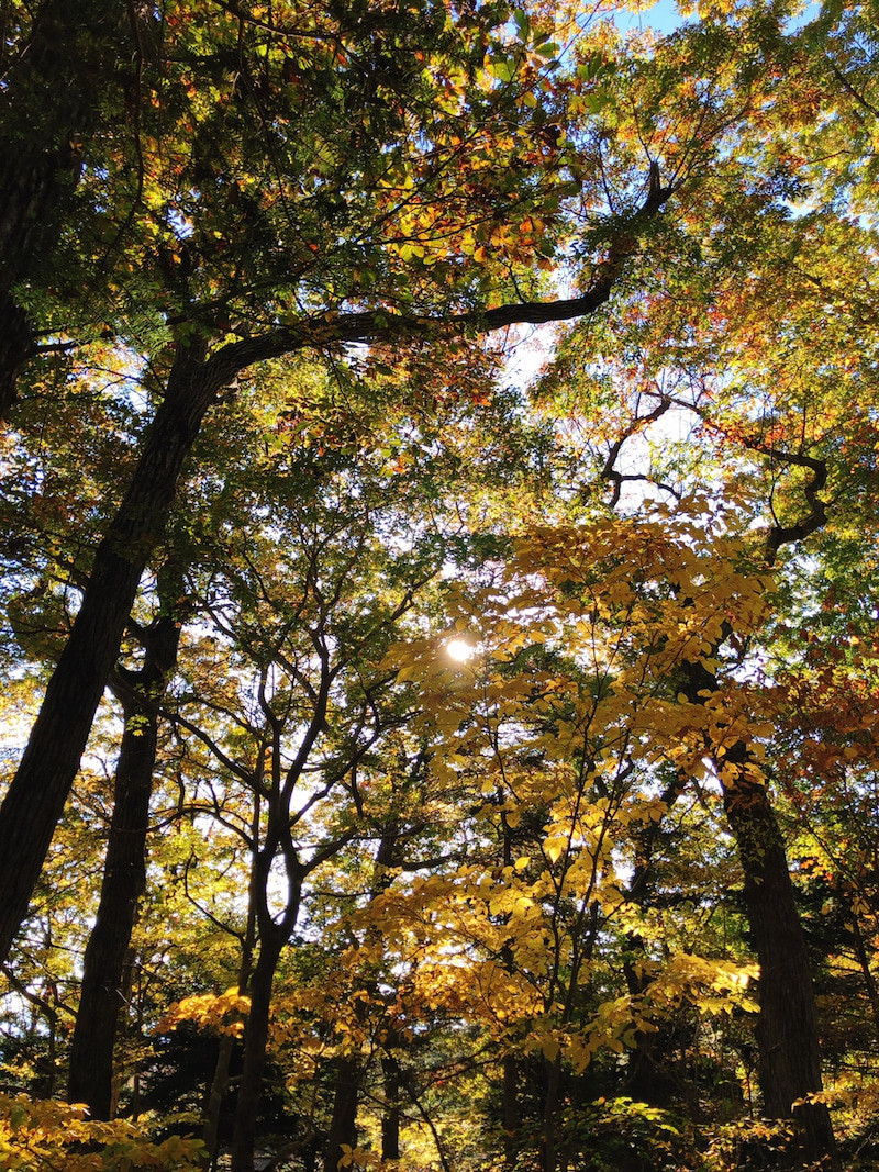 高尾山紅葉