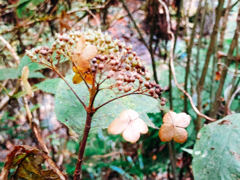 紫陽花がしがみつく姿が好きです