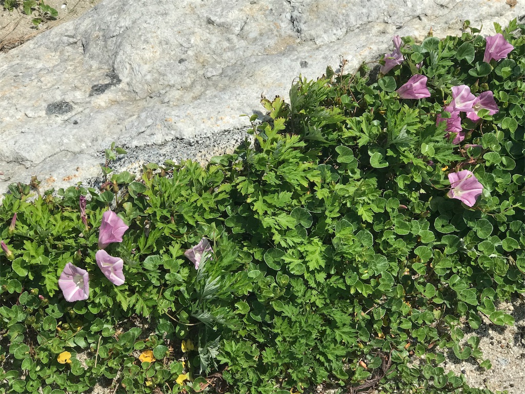 f:id:chee-tama:20180806234500j:image