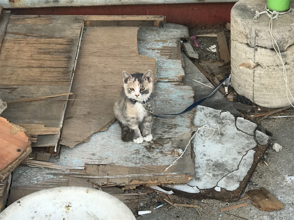 f:id:chee-tama:20180807000546j:image