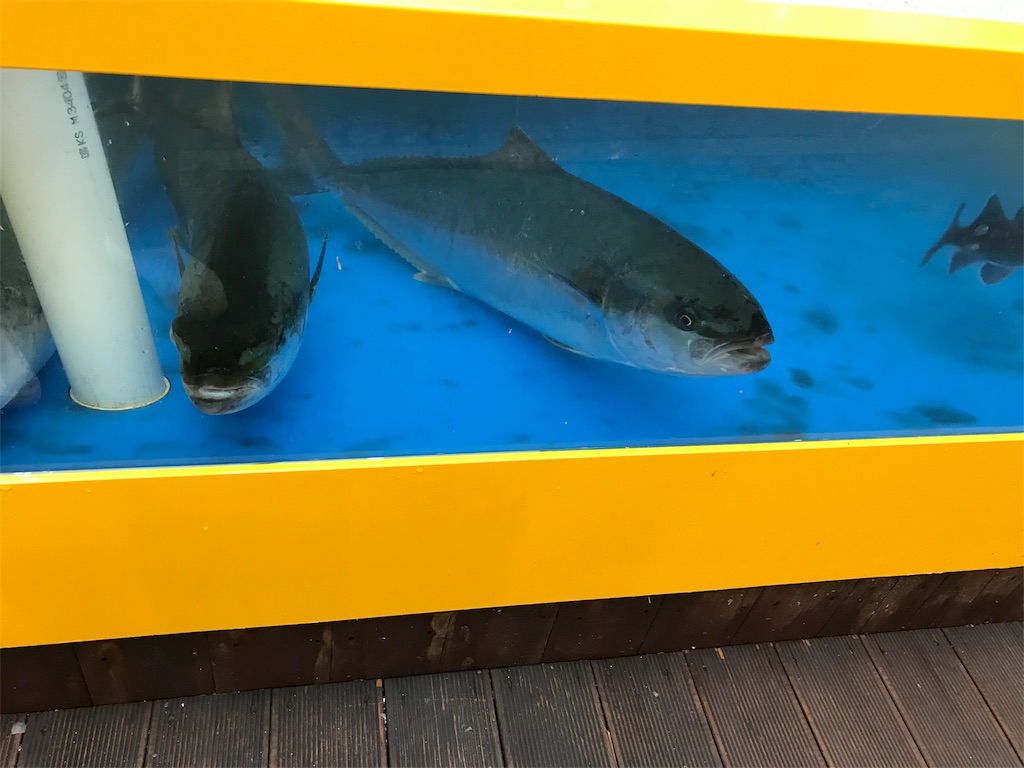 f:id:chee-tama:20180807001111j:image