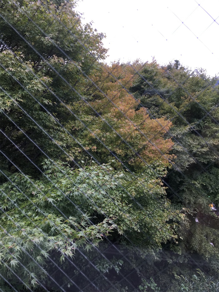 f:id:chee-tama:20181005214418j:image