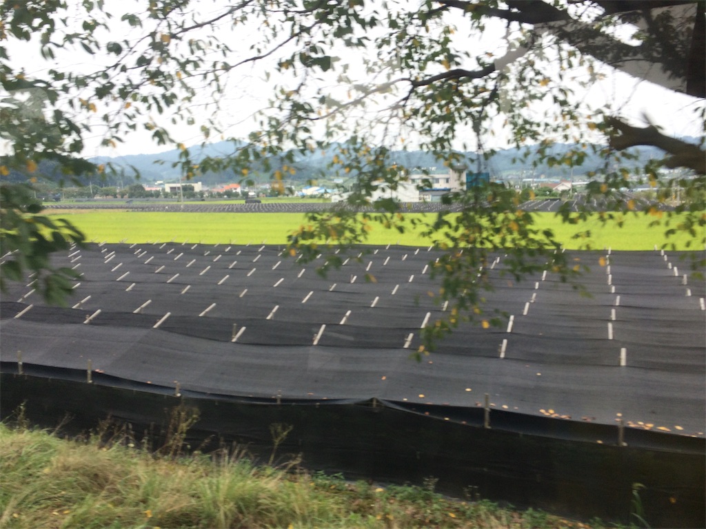 f:id:chee-tama:20190604002229j:image