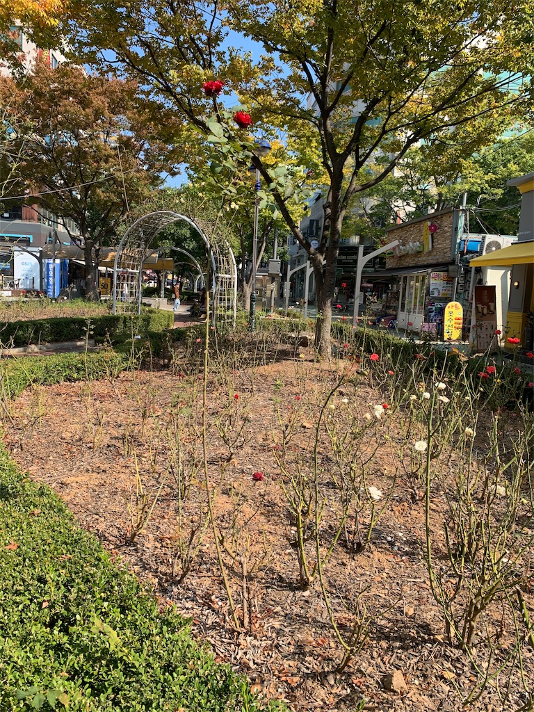 f:id:chee-tama:20191107212801j:image