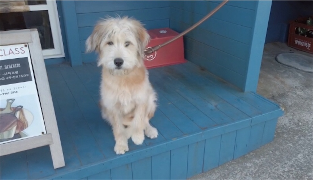 f:id:chee-tama:20191107235958j:image