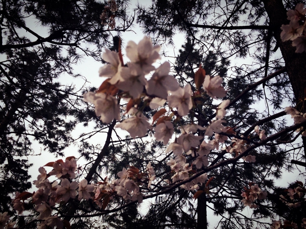 f:id:chee09:20180327225847j:plain