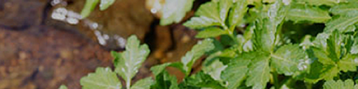 f:id:cheeeeeez:20210402200809p:plain