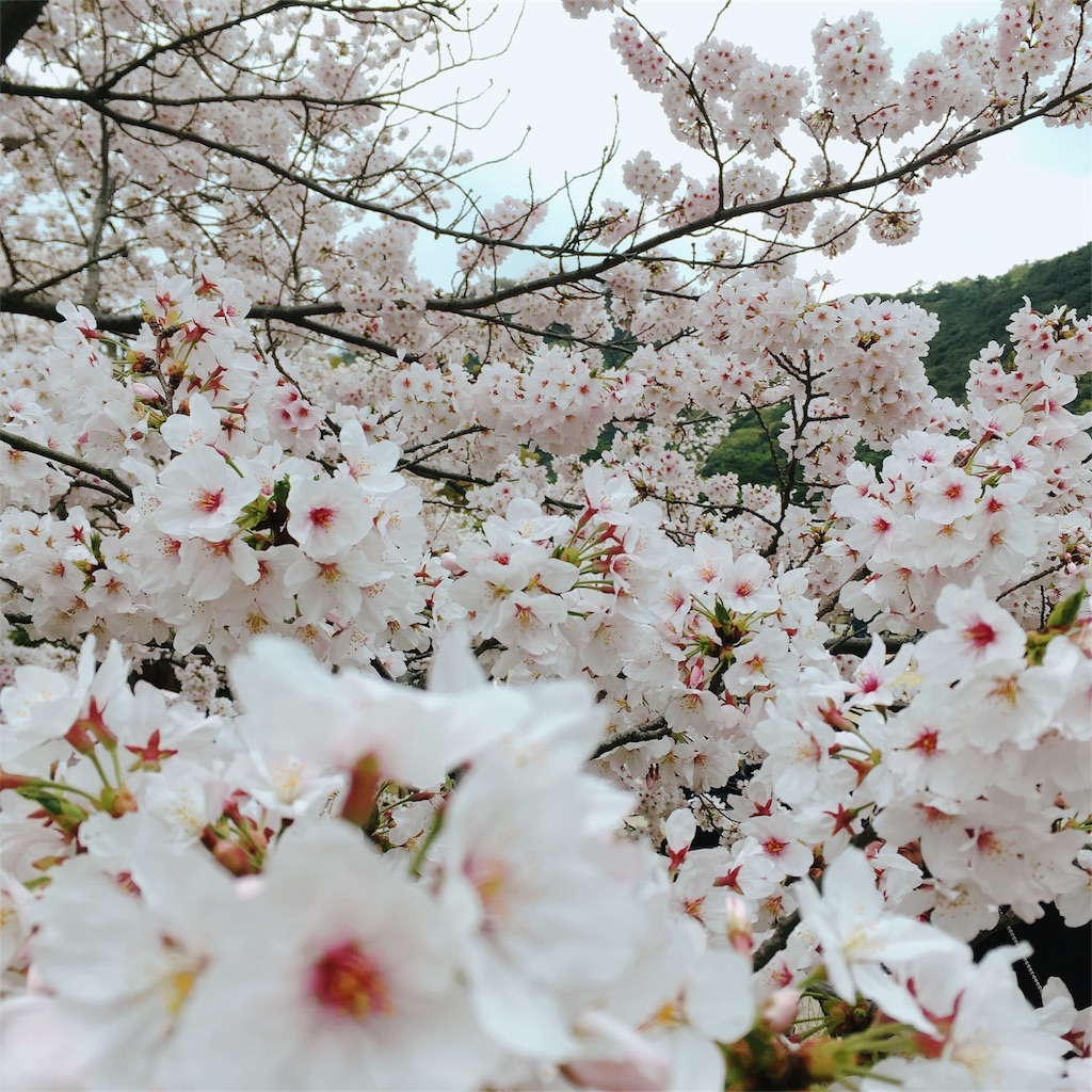 f:id:cheesemochi:20180329021711j:image f:id:cheesemochi:20180329021711j:image