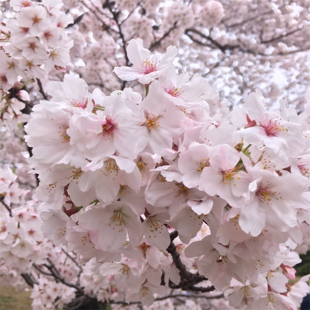 f:id:cheesemochi:20180329021753j:image f:id:cheesemochi:20180329021753j:image