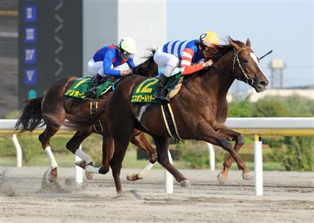エスポワールシチー_かしわ記念2010 画像