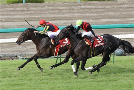 ローズキングダム_神戸新聞杯 画像