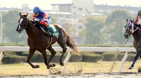 エスポワールシチー_名古屋大賞典 画像