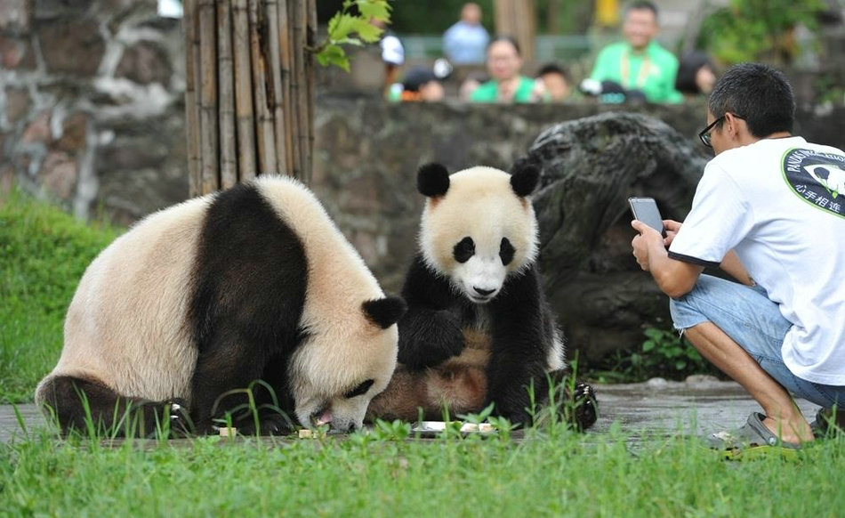中国ジャイアントパンダ文化交流ウィーク 成都パンダ飼育ボランデイア 中国パンダ ボランティア 成都パンダ ボランティア ツアー 成都パンダ 飼育ボランデイア 中国パンダ抱っこツアー 都江堰パンダ基地ボランティア1日体験