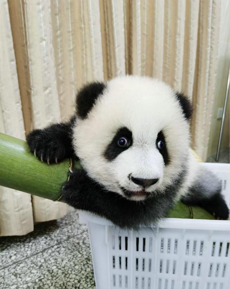 f:id:chengdupanda:20191122093205j:plain