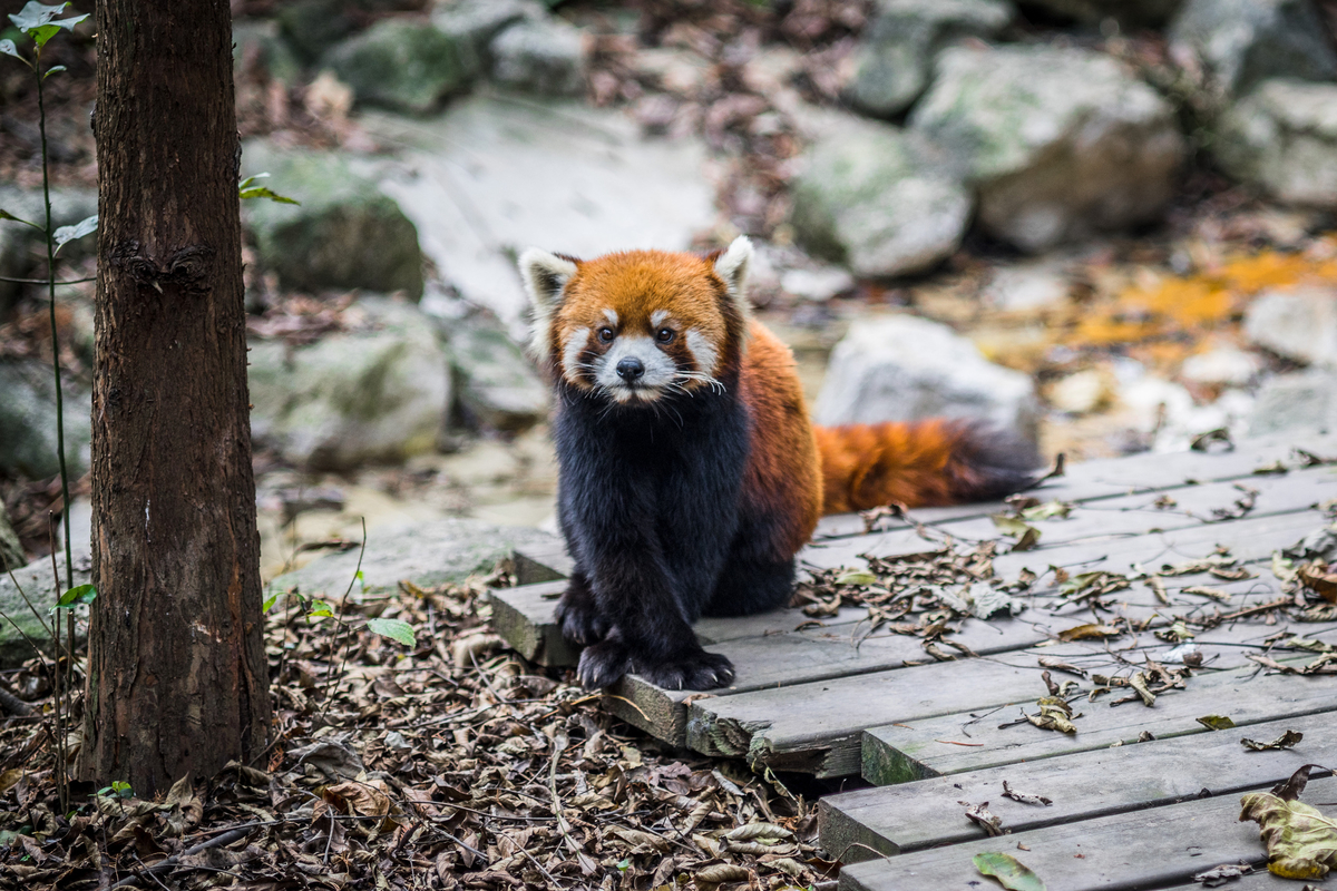 f:id:chengdupanda:20191130091602j:plain