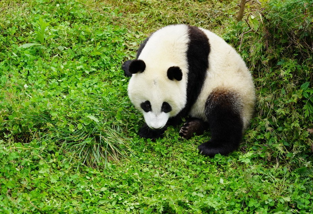 四川省のパンダ保護について、かわいいパンダ - pandachengdu's blog