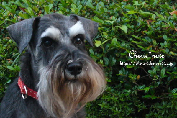 f:id:cherie-b:20181019223709j:plain