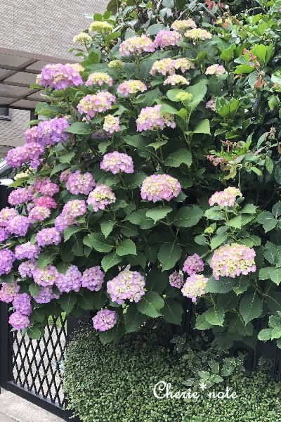 f:id:cherie-b:20190603154344j:plain