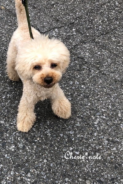 f:id:cherie-b:20190603154347j:plain