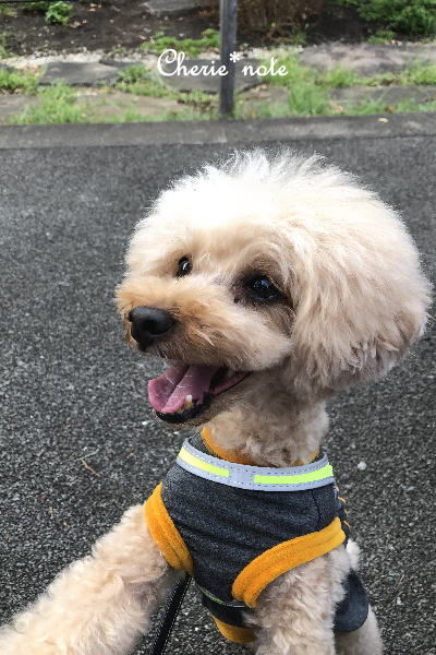 f:id:cherie-b:20190930114605j:plain