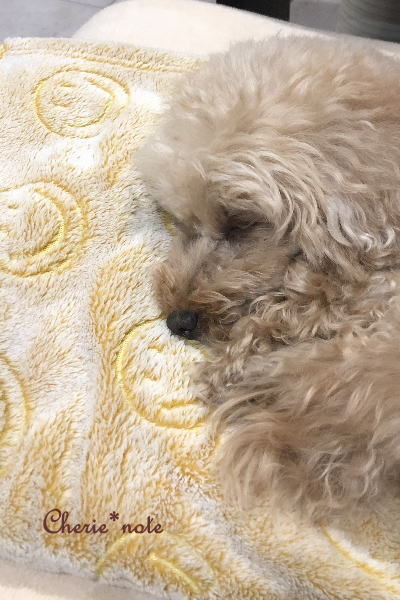f:id:cherie-b:20191215180134j:plain