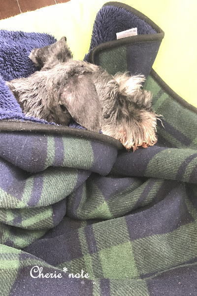 f:id:cherie-b:20200516185828j:plain