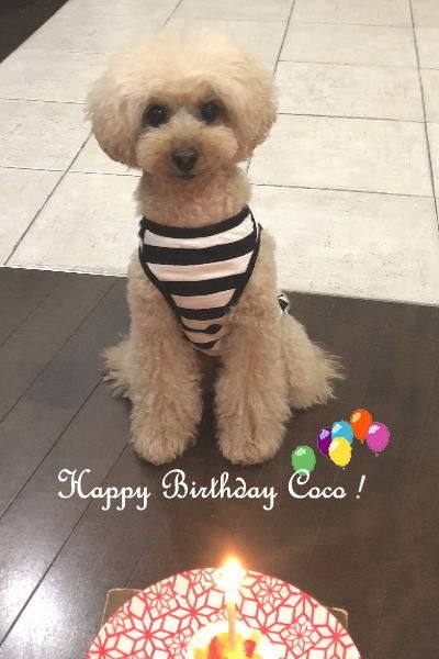 f:id:cherie-b:20200521170954j:plain f:id:cherie-b:20200521170954j:plain