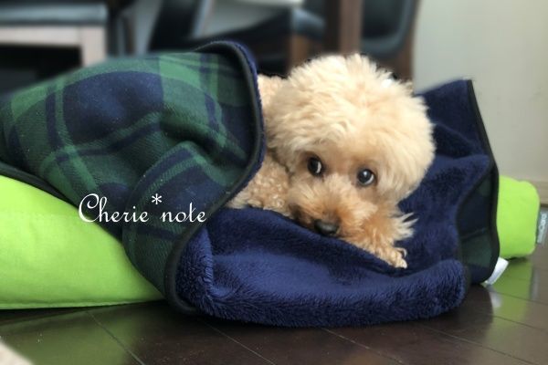 f:id:cherie-b:20201008180512j:plain f:id:cherie-b:20201008180512j:plain