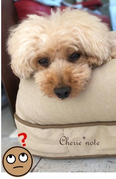 f:id:cherie-b:20201017235209j:plain