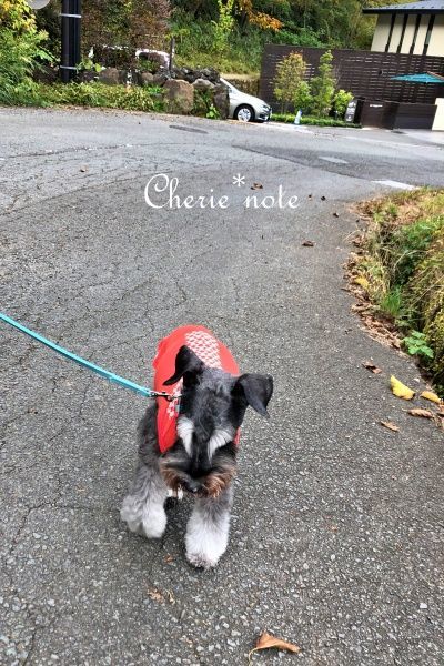 f:id:cherie-b:20201103150819j:plain