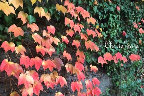 f:id:cherie-b:20201114225739j:plain