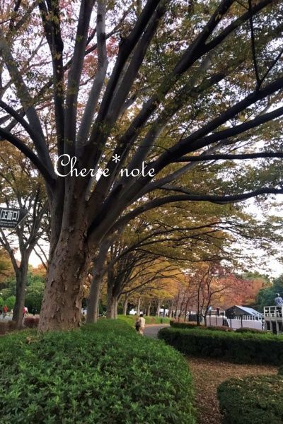 f:id:cherie-b:20201114225745j:plain