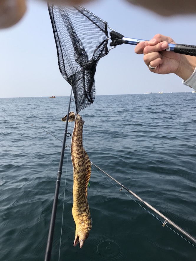 f:id:cherry_fisher:20180601195606j:plain f:id:cherry_fisher:20180601195606j:plain