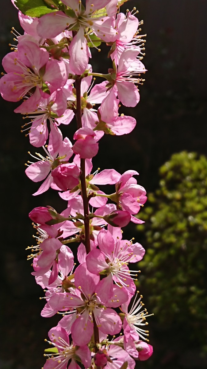 f:id:cherryblossom:20220330110653j:plain