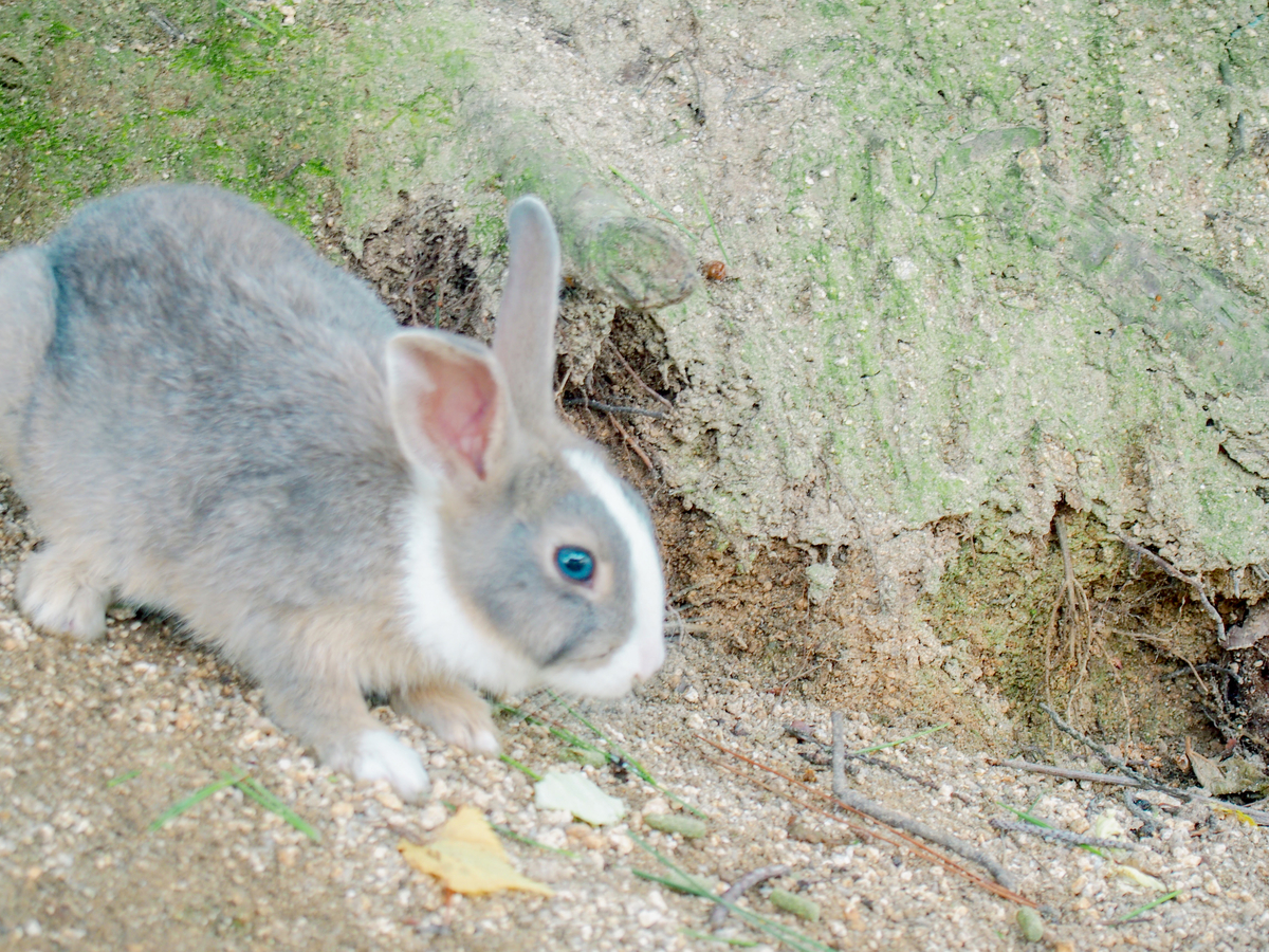 f:id:cherrycherry3504:20210128103735j:plain