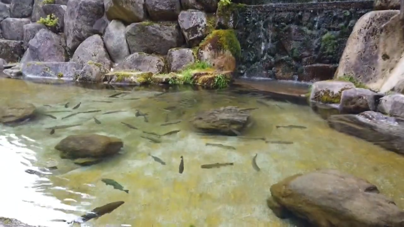 f:id:cherrylot:20210808062735p:image